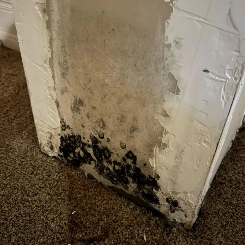Professional Mold Removal in Benjamin, UT